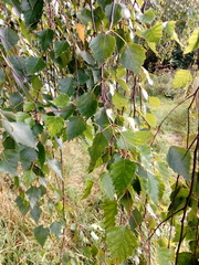 Betula pendula