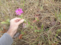 Diplusodon sessiliflorus