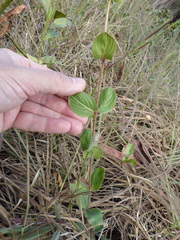 Diplusodon sessiliflorus