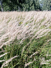 Calamagrostis epigejos