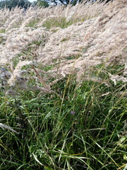 Calamagrostis epigejos