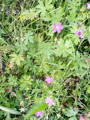 Geranium palustre