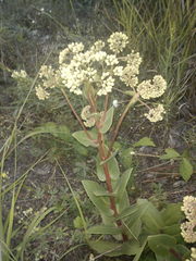 Hylotelephium maximum