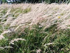 Calamagrostis epigejos