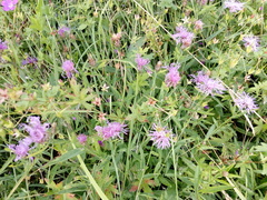 Centaurea jacea