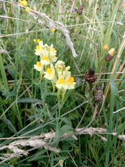 Linaria vulgaris