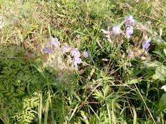 Geranium pratense