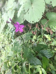 Pseuderanthemum cuspidatum