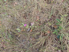 Diplusodon sessiliflorus