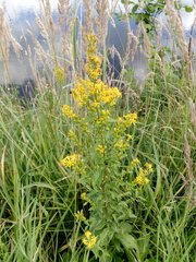 Solidago virgaurea