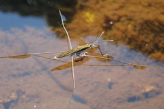 Limnoporus notabilis