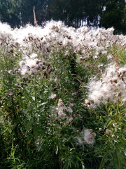 Cirsium arvense