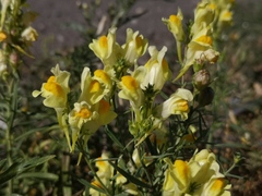 Linaria vulgaris