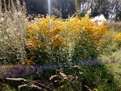 Solidago canadensis