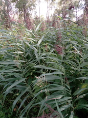 Phragmites australis