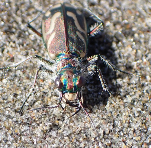 Pacific Coast Tiger Beetle photo 4