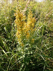 Solidago virgaurea