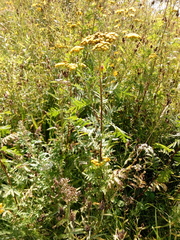 Tanacetum vulgare