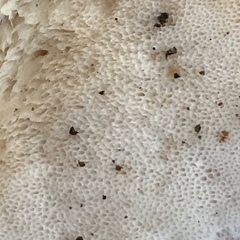 Pseudospongipellis unicolor