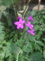 Pseuderanthemum cuspidatum