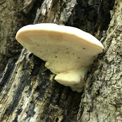 Pseudospongipellis unicolor