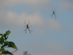 Trichonephila clavipes