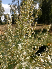 Artemisia absinthium