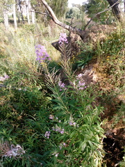 Chamaenerion angustifolium