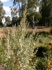 Artemisia absinthium
