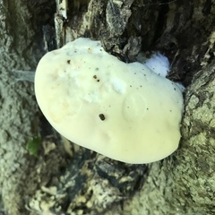 Pseudospongipellis unicolor