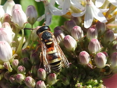 Euodynerus annulatus