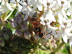 Euodynerus annulatus
