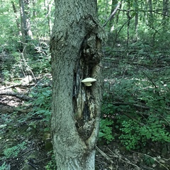 Pseudospongipellis unicolor