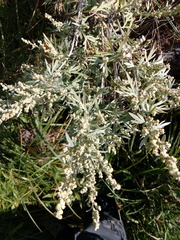 Artemisia absinthium