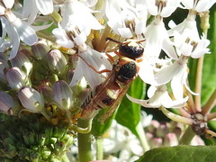 Euodynerus annulatus