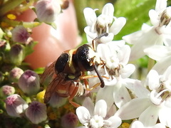 Euodynerus annulatus