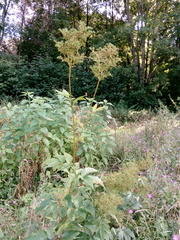 Filipendula ulmaria