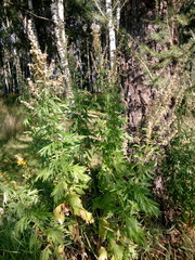 Artemisia vulgaris