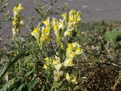 Linaria vulgaris