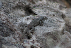Sceloporus maculosus