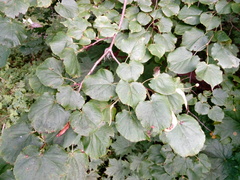 Tilia cordata