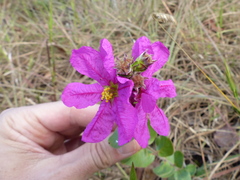 Diplusodon sessiliflorus