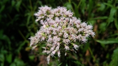 Eupatorium cannabinum