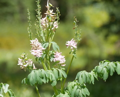 Corydalis caseana