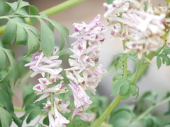 Corydalis caseana