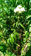 Eupatorium cannabinum