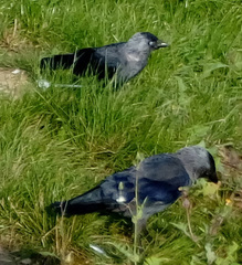 Corvus monedula