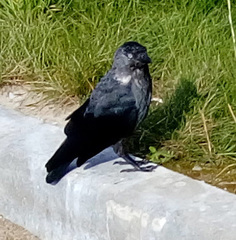 Corvus monedula