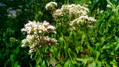 Eupatorium cannabinum