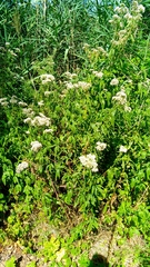 Eupatorium cannabinum